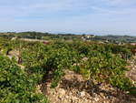 Weinberge bei Châteauneuf-du-Pape, Provence-Alpes-Côte d’Azur (22.09.2017)