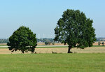 Baum groß und klein und dazwischen im Hintergrund der Windpark Euskirchen - 15.09.2016