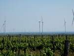 Weinberge und im Horizont Windr�der pr�gen das Weinviertel n�chst der Markgemeinde Hohenruppersdorf ;260525