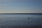 Möwe allein auf dem Meer, bei Dawlish, Südküste England.