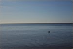 Möwe allein auf dem Meer, bei Dawlish, Südküste England.
(19.04.2016)