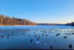 Zugefroren: Auf dem Heidesee in Halle-Nietleben hat sich während knackig kalter Februar-Tage eine dünne Eisschicht gebildet.

🕓 18.2.2025 | 8:06 Uhr