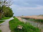 Schilflehrpfad führt mit einer Länge von fast 3Kilometern und schnurgerade von der Gemeinde Purbach bis zur Mündung in den Neusiedlersee;230502