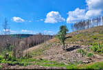 Erschreckender Zustand des Harz-Waldes nahe Clausthal-Zellerfeld.