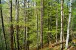 - Wald -
Frühlingshafte Impression aus einem Mischwald im Tiroler Unterland; 01.05.2020.