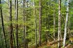 - Wald -  Frühlingshafte Impression aus einem Mischwald im Tiroler Unterland; 01.05.2020.