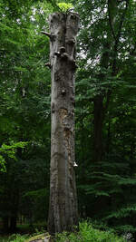 An diesem Stamm eines abgesägten Baumes entwickeln sich Baumpilze und ganz oben ein neuer Ast mit Blättern.