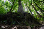 Eine massive Baumwurzel im kleinen Steinbruch am Drachenfels.