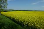bl�hender Raps im Eichsfeld, Mai 2012