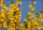 Der Frhling ist da und zeigt sich von seiner farbenfrohsten Seite. - Ein blhender Forsythien-Strauch am 12.04.2009 in unserem Garten.