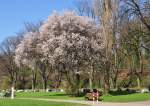 Einer der ersten Bume im  Frhlingskleid  am Rhein in Oberkassel - 06.04.2010