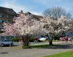 Der Frhling kommt mit Riesenschritten. Zierkirschen-Bume in voller Bltenpracht am Rheinufer in Bonn - 20.03.2011