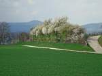 herrlich blhende und duftende Schlehenhecke in der Rheinebene, im Hintergrund der Kaiserstuhl, Mrz 2011