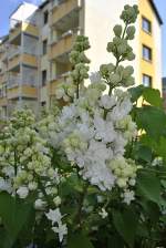 Weiße Blüten an Baum in Frühling in Lehrte.