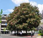 Riesiger blhender Kastanienbaum in Bad-Neuenahr - 30.04.2011