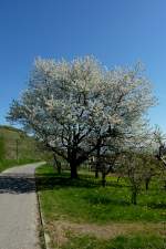 blhender Skirschbaum im Kaiserstuhl, am 30.03.2012