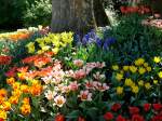 Insel Mainau im Bodensee, Blumenpracht im Frhling, April 2007