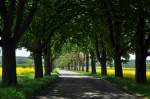 Allee im Frhling bei Euskirchen - 06.05.2012