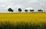 Rapsfeld hinter Baumreihe in der Voreifel - 15.05.2013