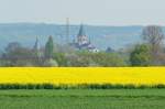 Rapsfeld bei Bad Bodendorf mit Blick auf die Kirche von Sinzig - 12.04.2014