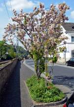 Blühende Zierkirsche in Remagen - 12.04.2014