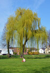  Frühlingserwachen  bei Mensch und Natur - Mädchen auf der Wiese und Weide genießen die wärmende Sonne bei der Erftaue in Euskirchen - 11.04.2016