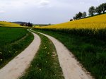 Landwirtschaftlicher Wanderweg entlang von blühenden Rapsfeldern u. Birnbäumen in der Nähe von Pattigham; 160423