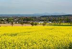 Rapsfeld in der Voreifel bei Euskirchen.