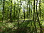 Auenwald im Frhling, die schnste Jahreszeit in diesen Wldern, wenn das Licht bis auf den Waldboden reicht und eine ppige Vegetation ermglicht, April 2017