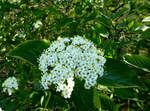 Viburnum, der Bltenstand, gehrt zur Gattung Schneeball und umfat ber 100 Arten, bei uns oft in Parkanlagen, April 2017