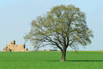 Einzelbaum im Frühling bei Rheinbach - 03.04.2017