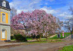 Blühender Magnolienbaum bei der Uni in Bonn - 15.03.2020