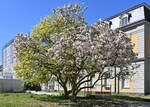 Frühlingsbäume an der Uni Bonn - 17.04.2022