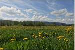 Eine Frühlingswiese im französischem Jura bei dem Weiher Pont de la Roche.
(10.05.2022)