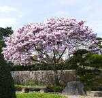 Blühende Magnolie im Japanischen Garten in Freiburg, März 2023