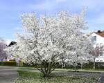 Sternmagnolie in voller Blüte, auf dem Seeparkgelände in Freiburg, März 2023