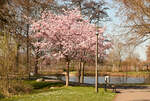 Kirschblüte im Freizeitpark Rheinbach - 29.03.2025