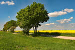 Frühlingslandschaft in der Voreifel - 26.04.2025