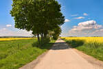 Frühlingslandschaft mit Rapsfeldern - 26.04.2025