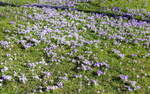 Krokusse, die Vorboten des Frühlings wachsen bei uns häufig in Gärten und Parks, die verschiedenen Arten sind weltweit verbreitet, Feb.2025