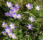 Krokusse, insgesamt gbt es 235 verschiedene Arten, hier die Sorte Tricolor auf einer Wiese in Freiburg, Feb.2025