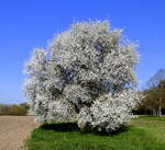 Schlehenbusch in voller Blütenpracht, im zeitigen Frühjahr die wichtigste Nahrungsquelle für Bienen und andere Insekten, März 2026