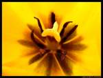 Frhlingsboten - gelbe Tulpe