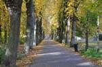 Laubbaum-Allee im Herbst in Rheinbach - 28.10.2009