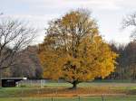 Herbstbaum in der Rheinaue-Bonn, noch mit Blttern, 13.11.2009