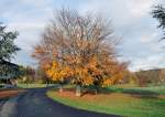 Herbstbaum auf  Halbmast , oben pfui und unten hui, Bonn-Rheinaue 13.11.2009