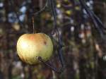  Der letzte Apfel am Baum ;091115