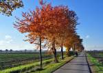 Herbstbume an einem Weg bei Euskirchen-Flamersheim - 31.10.2010