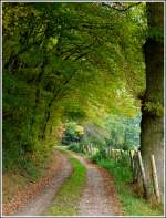 Herbstlicher Wald in Erpeldange/Ettelbrck. 17.10.2011 (Jeanny)