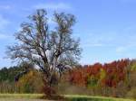   Der nackte Birnbaum   in herbstlicher (Wald-) Landschaft;111106